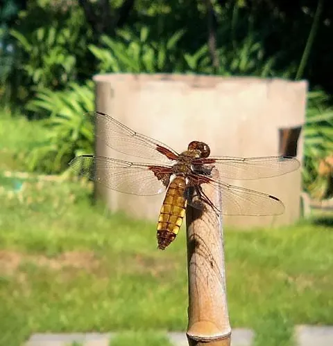 Romantic Garden Sea View Nervi *